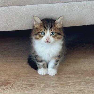 Artemissiiaaa's profile picture. 