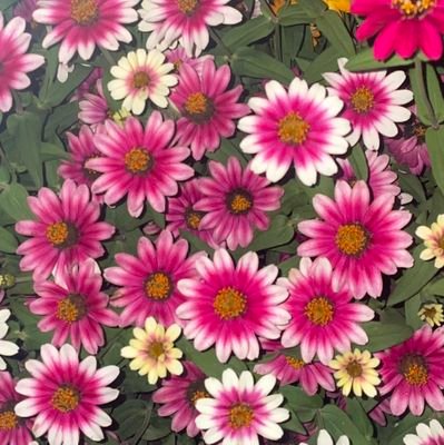 roichi26's profile picture. 愛犬大好き
可愛すぎ❤️
家族をひとつにしてくれます😉