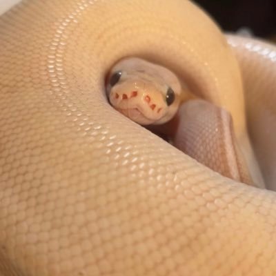 Plumecey's profile picture. ﾎﾞｰﾙ/ｱﾙﾊﾞ/ﾌﾞﾗｯﾄﾞ/ｺﾛﾆｼ/ｶﾘｷﾝ/ｺｰﾝ/ｱｵｼﾞﾀ/ｸﾚｽ/ﾆｼｱﾌ/ﾚｵﾊﾟ/ﾁｬﾎ/大学生。ヘビ特に好きです✧*