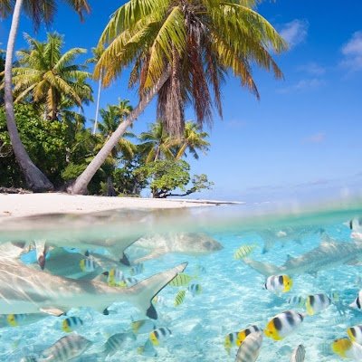 cacumarcomdp's profile picture. 