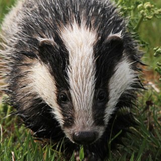 badgercett's profile picture. Retweets do not indicate agreement or condone stated sentiments.