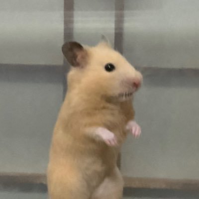 AngoraRabbit561's profile picture. ケモノが好きです