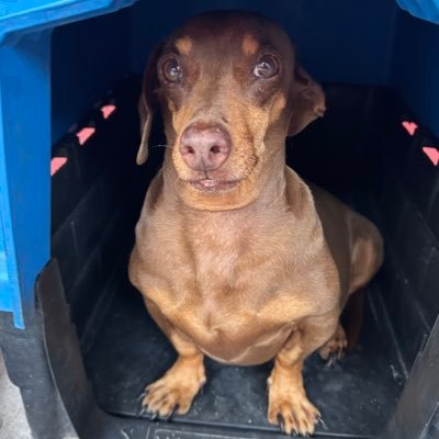 sarahasferidas's profile picture. Namorada do @crFcg_ e amante do @botafogo