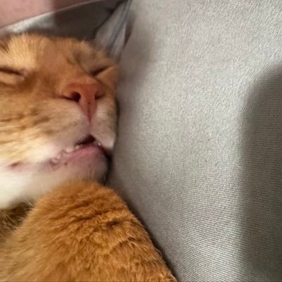 XyloVT's profile picture. 23 • cod lead for @VTalentedTeam | @LuvhrCookiez ❤️