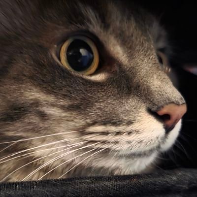 Duckygaf's profile picture. Mamamoo, Pokemon, and CATSSS