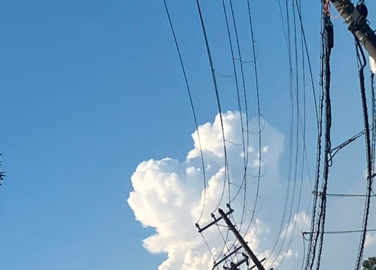 Teaflune's profile picture. 