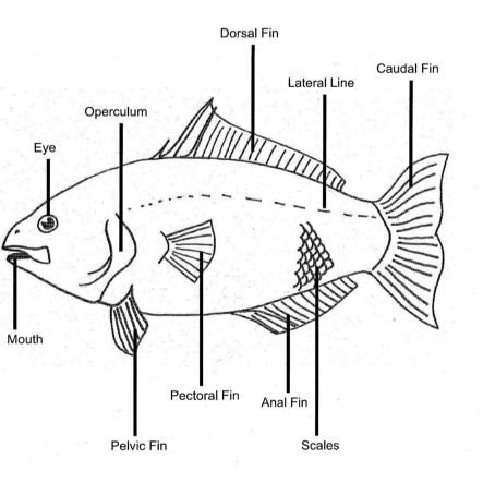 babilasfikiri1's profile picture. Fisheries expert|Aquaculture Consultant|Fishing boat Crew