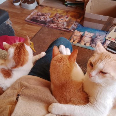 rbialon1971's profile picture. Moja żona Monika, zaraziła mnie swoją miłością i oddaniem do Kotów. I teraz nie wyobrażam sobie życia bez nich, po prostu są całym moim życiem.