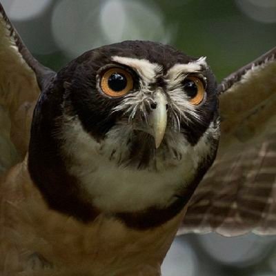 Mconga19's profile picture. Naturaleza.🇨🇱 🇨🇱🇨🇱🌊🌊🌊🌻🌴🪴✌️💛agridulce.