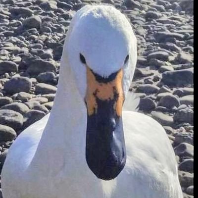 KOIKOI_HAKUCHO's profile picture. ◆白鳥新垢◆おかえりなさい！コハクオオハクさん🦢白鳥飛来情報RPがメインの垢ですが他の渡り鳥情報も。無言フォロー失礼します。白鳥飛来地付近での銃猟自粛のお願い🙏10月〜５月の北帰行まで付近の打ち上げ花火断固反対🙂‍↔️メガソーラー＆風力発電も断固反対🫨突然のDM✕。まずはリプ下さい。
