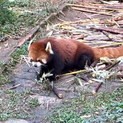 srikar_akondi's profile picture. 