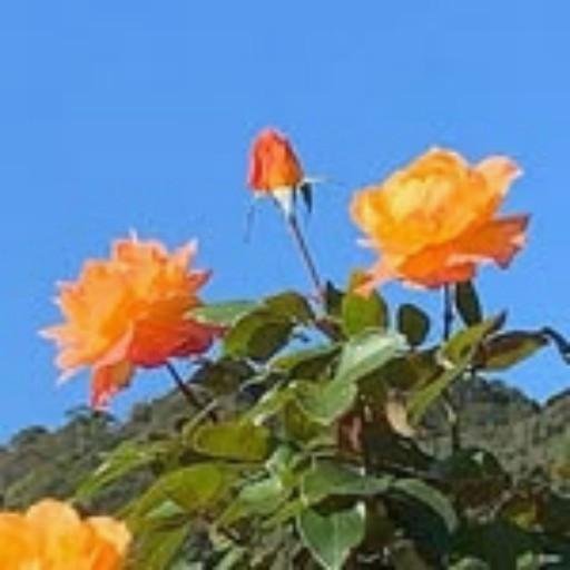 7xlqzz55845's profile picture. 日本株中心｜中小型株・テーマ株の分析が得意。🗾💹🔍🧩🌟🌼🎌