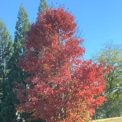 Romanosgirl4A30's profile picture. huge fan Gary Sinise,Adrian Zmed. true twit (virus protect) no photo of me is given out period. Auburn fan & Carolina Panthers fan #Roboticgang NO DMS