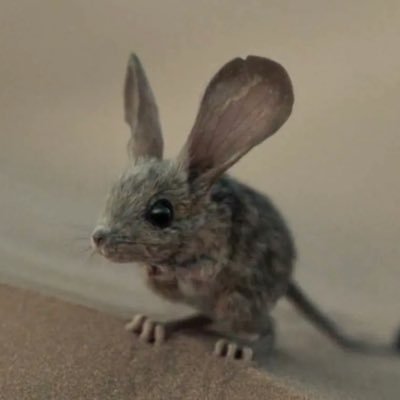 mauddibalthor's profile picture. 