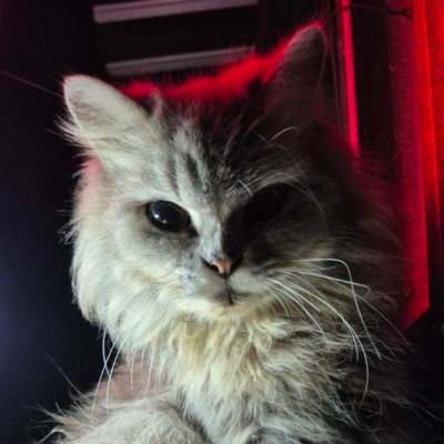 haHANIhuhu's profile picture. salty INFJ
🐿🦊🍊🦋