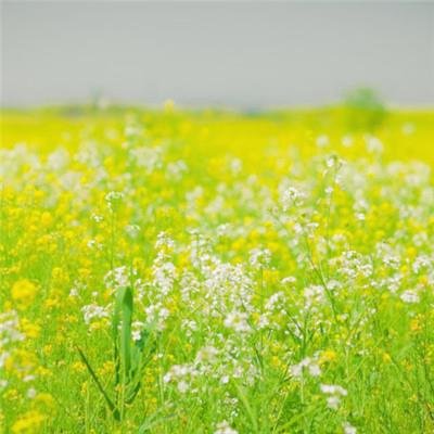 fgalm75419372's profile picture. 