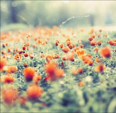 OeoOao's profile picture. The only way to do great work is to love what you do