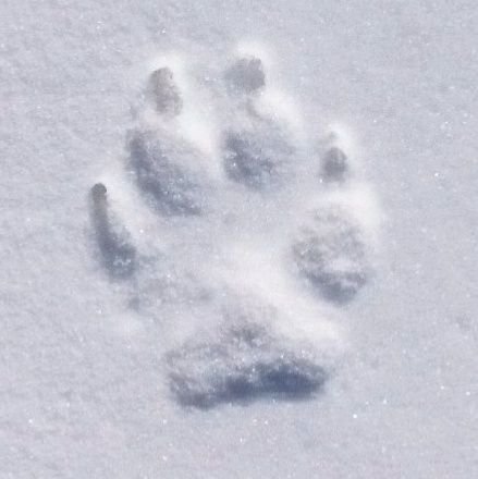 Asat_1724's profile picture. 8/23

かわいいたち @kawaii_tachi