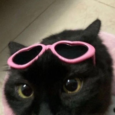 straydpr's profile picture. “Staying delulu is always the selulu”