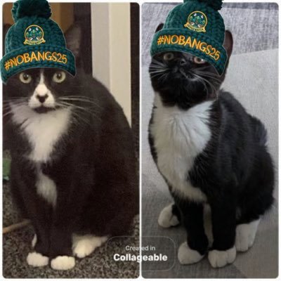 DeborahDrinkwa2's profile picture. Just two tiny black n white cats minding their own business, having zoomies and cuddles with our Nan Nan. 🌈 RIP My big sister Bella 17/12/2024