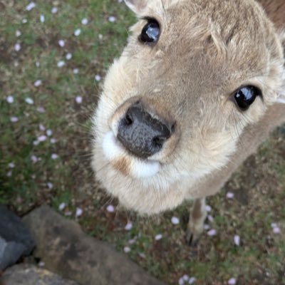 dthyouhi's profile picture. 