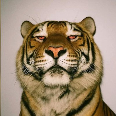 Chumatrades's profile picture. HIM
Creative Director https://t.co/ndAyrVuBqB