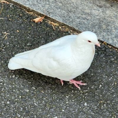 Lazward1795428's profile picture. 안녕하세요.
이세계아이돌의 덕질을 하기 위해 X에 가입했습니다.
잘부탁드립니다!