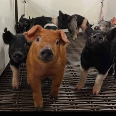 billian01's profile picture. President , Awo Group- Passionate about Touching the life of the PEOPLE