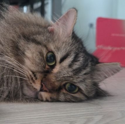 verybadboo's profile picture. goodboo | badboo