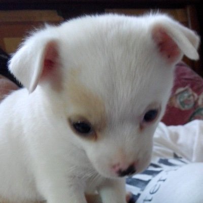 lovermimi100's profile picture. 25 ,,, I love shipping and drawing. Account on private for personal reason. And im also a female!