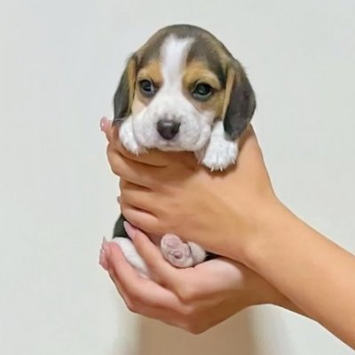 tachanroma's profile picture. SMAP大好き　ワンコ大好き　海外在住者
フォロー受付けSMAP、number_i 　ダウンタウンファンのみ
鍵垢のフォローはブロック