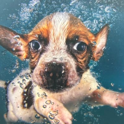 literallypuppy's profile picture. paws at you