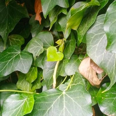 GenrlAnalysis95's profile picture. Created this account to support my favorite stars in my favorite TV shows.