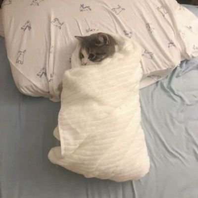 oshentorr's profile picture. не громадська діячка і не змі, тому мені похуй, чи подобаються вам мої твіти.