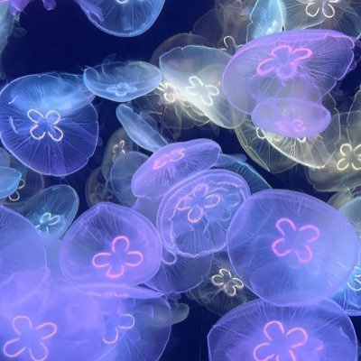 Greyakj3w's profile picture. 