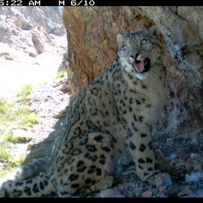 AlerenSeq91693's profile picture. Feline-supremacist