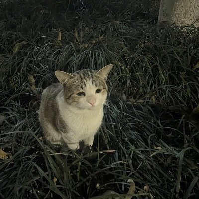 supermickanism's profile picture. art account. silksong, utdr. he/him