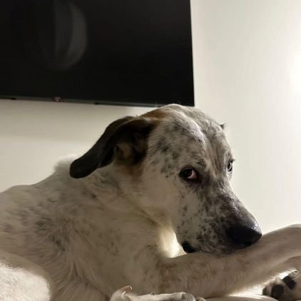 Neltheman11's profile picture. -💙-🦅-10🐐