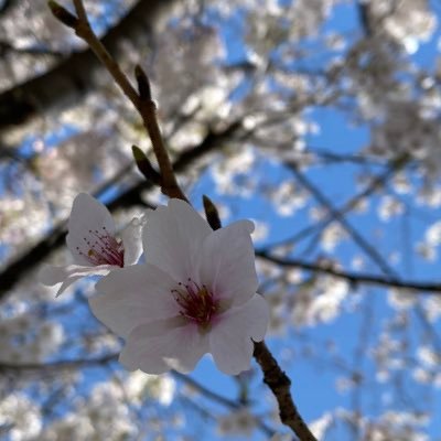 reiwanokotoko's profile picture. 上は幼受で附属園在園中。 下は幼受か小受か、さぁどうなるの。 共働きです。