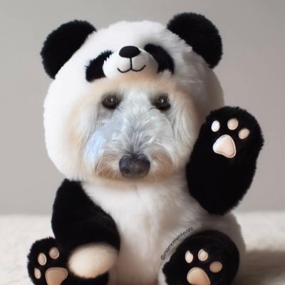 チー坊🐼🐾