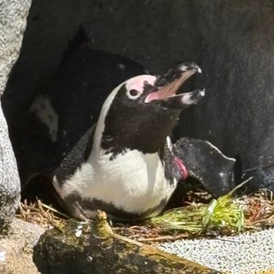 pengpom2678's profile picture. 麻雀.野球.散歩.写真.クラリネットとかとか 雑多な雑談