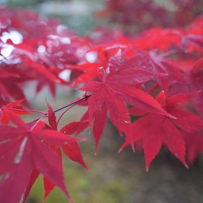 Akiraiwate96083's profile picture. 岩手の風景とさんさ踊りなど岩手の伝統芸能が好きです