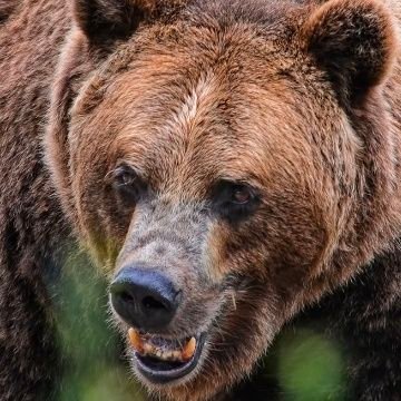 gouki4989's profile picture. 最近は浪曲中心。
日本酒は、甘口好み。
玉川鈴、東家三可子、澤雪絵、三遊亭あら馬、一龍斎貞奈、英君酒造、富士錦酒造、石塚酒造全力応援
政治的コメントは🙅私はなるべく熊を弁護したい。しかし動物愛護団体みたいなものでもない。