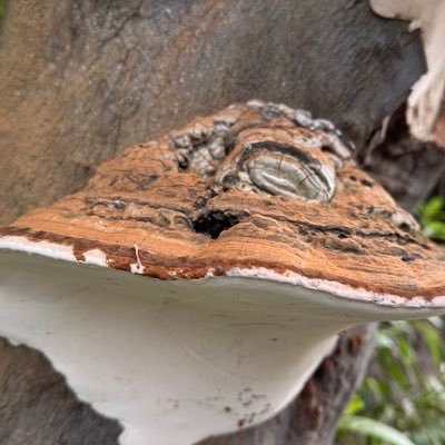 pet_ardo's profile picture. Hasta que la DIGNIDAD se haga costumbre.. #APRUEBO