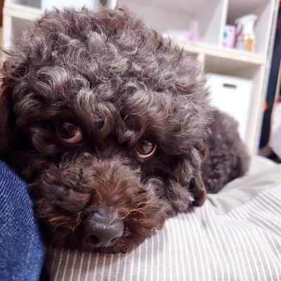Bon_Saisan's profile picture. トイプードル（ブラウン）の心愛（ここ）♀　2021.2.1🐩デカプーです🐶
キンクマハムスター♀　
姫奈子（きなこ）2024.7.7生🐹
メダカ1匹🐟️

飼い主は、生き物全般大好き、個性的・面白い事や物が好き🤣
やりたかったドラムを始めたおばちゃん🥁
たまにフードのお仕事、作る食べるが好き🍚