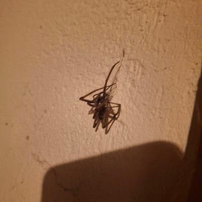 akselsssC's profile picture. Dev n Crypto n Web3