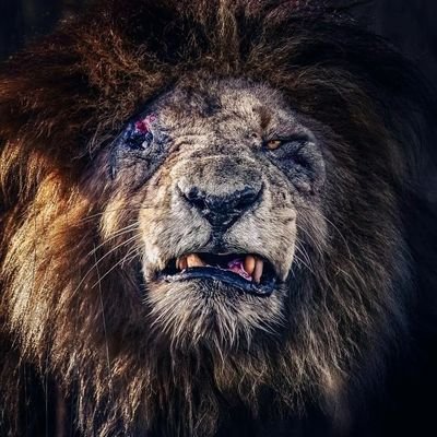 MhmdLyan61708's profile picture. ...رجل بلا أعداء... هو رجل بلا مبادئ ..