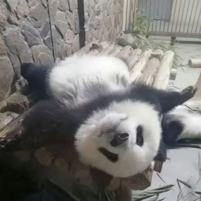 joshwukong's profile picture. #zekken #mibr #tenzcomeback