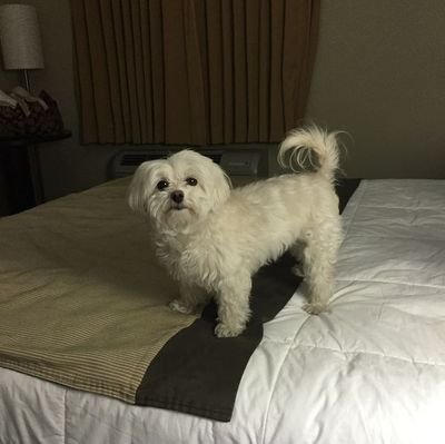 MaxwellLov79683's profile picture. Remember why you started.....MAGA🇺🇸🇺🇸🇺🇸🇺🇸