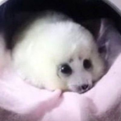 Ryanzito999's profile picture. pansexual | 🇧🇷/🇺🇸 |I don't post so much i only rt | minor | dni: nsfw, pedo, zoos